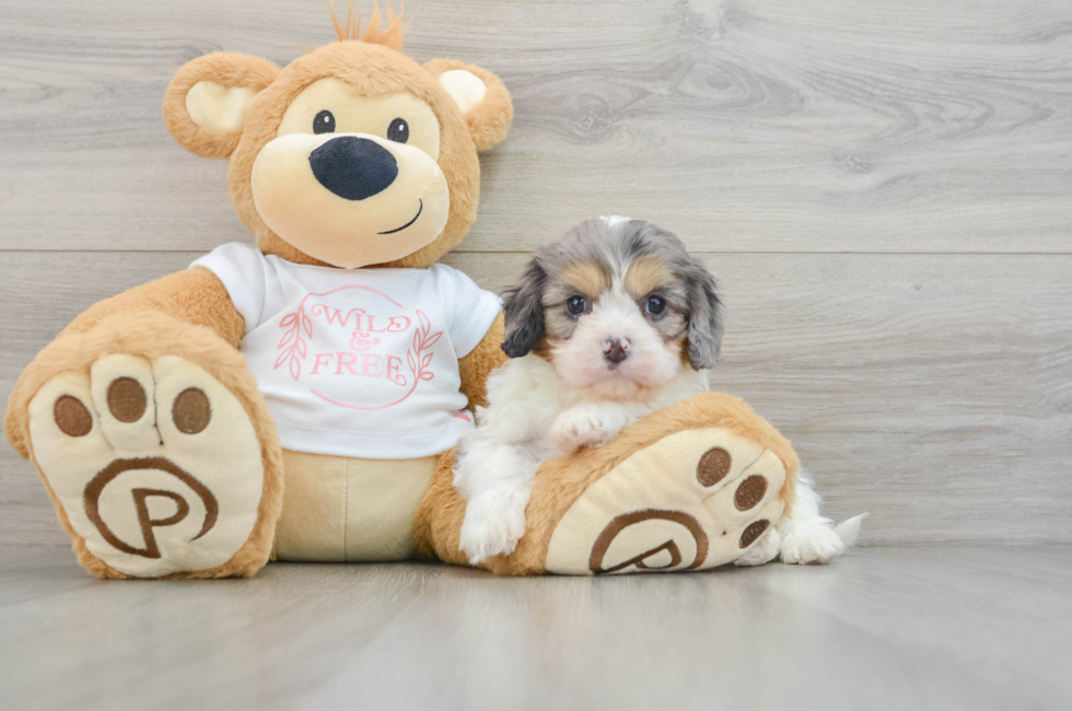 6 week old Cavapoo Puppy For Sale - Windy City Pups