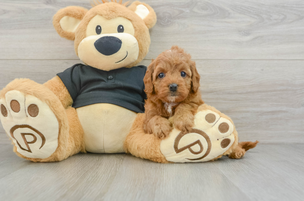 8 week old Cavapoo Puppy For Sale - Windy City Pups