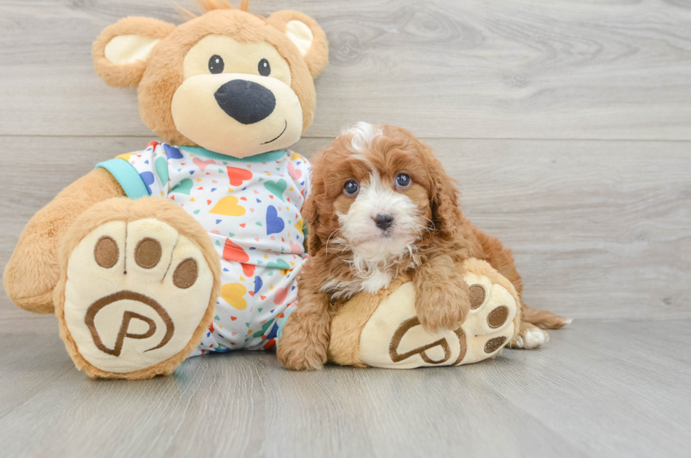 6 week old Cavapoo Puppy For Sale - Windy City Pups
