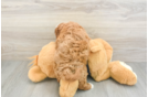Cavapoo Pup Being Cute