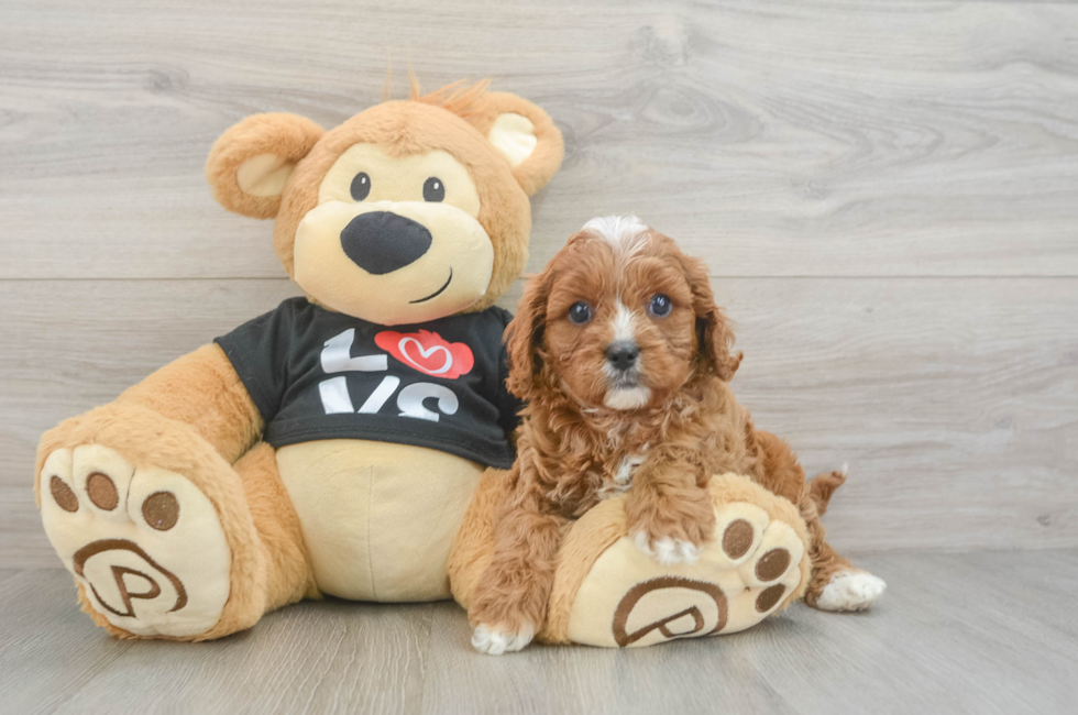 6 week old Cavapoo Puppy For Sale - Windy City Pups