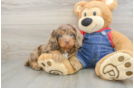 Happy Cavapoo Baby
