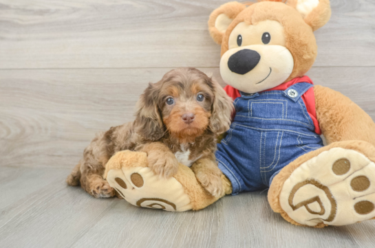 Happy Cavapoo Baby