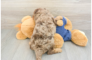 Cavapoo Puppy for Adoption