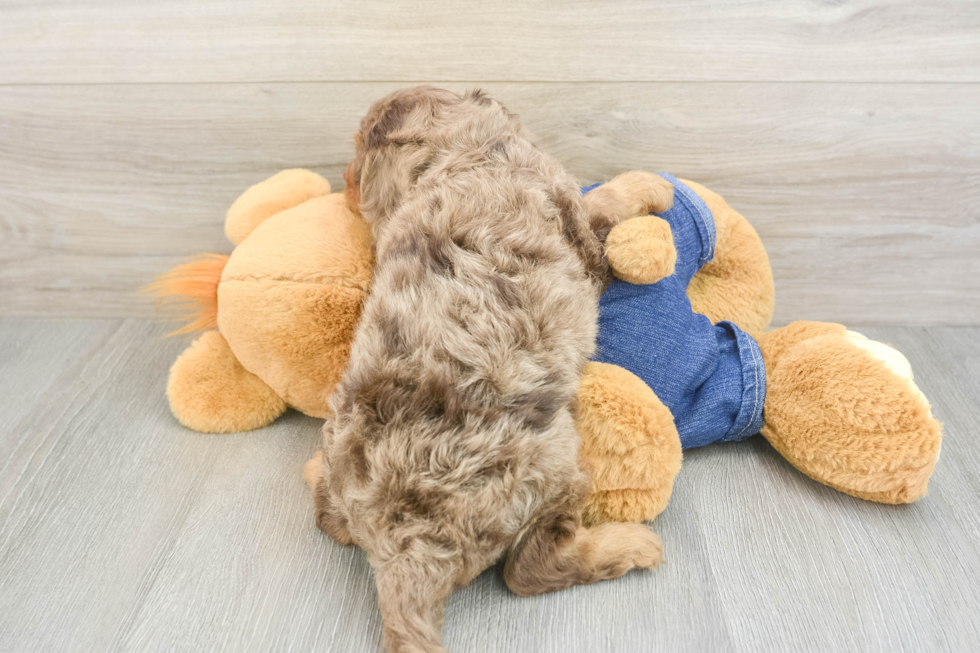 Cavapoo Puppy for Adoption