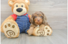 Cavapoo Pup Being Cute