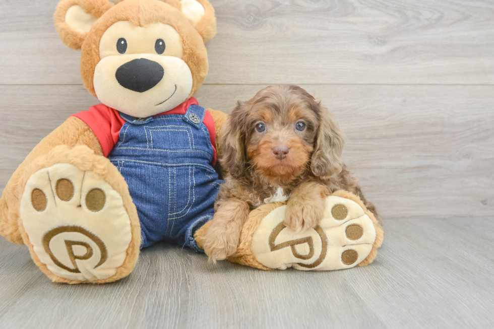 Cavapoo Pup Being Cute