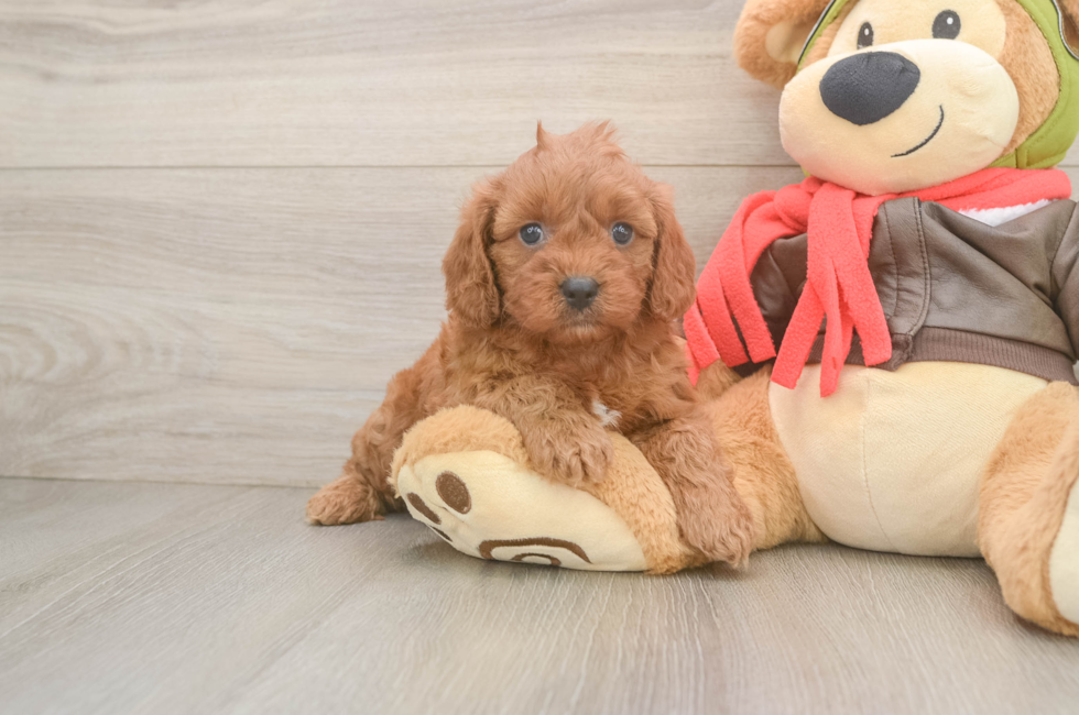 5 week old Cavapoo Puppy For Sale - Windy City Pups