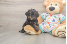 Cavapoo Pup Being Cute