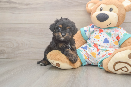 Cavapoo Pup Being Cute