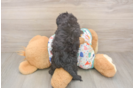 Best Cavapoo Baby
