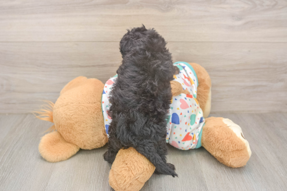 Best Cavapoo Baby