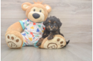 Cavapoo Puppy for Adoption