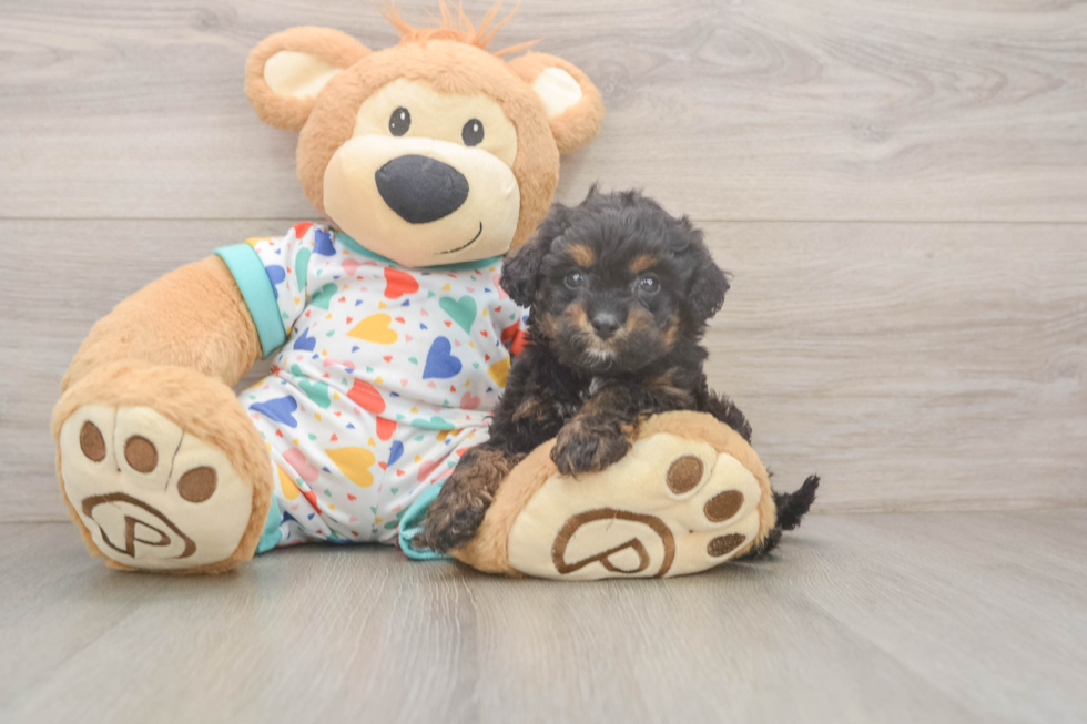 Cavapoo Puppy for Adoption