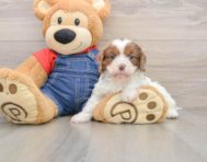 8 week old Cavapoo Puppy For Sale - Windy City Pups