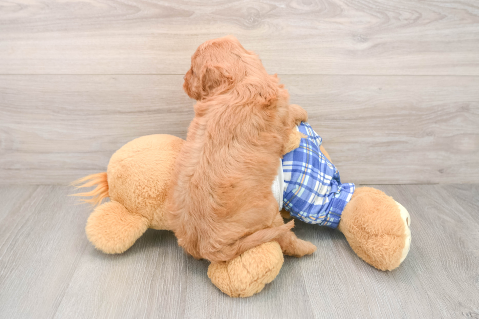 Cavapoo Puppy for Adoption