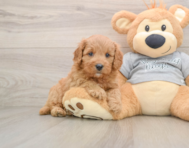 8 week old Cavapoo Puppy For Sale - Windy City Pups