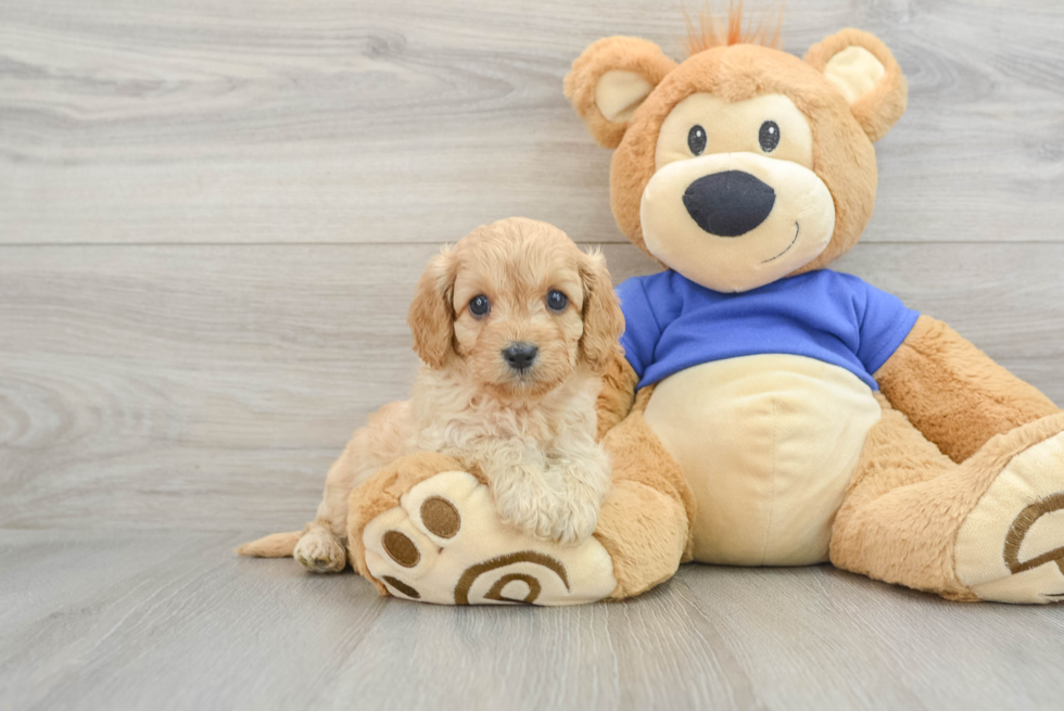 Playful Cavapoodle Poodle Mix Puppy