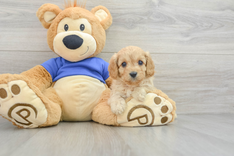 Playful Cavapoodle Poodle Mix Puppy