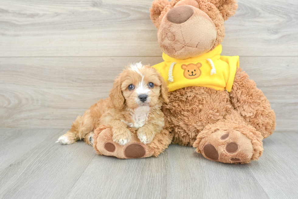 Adorable Cavalier King Charles Spaniel and Poodle Mix Poodle Mix Puppy