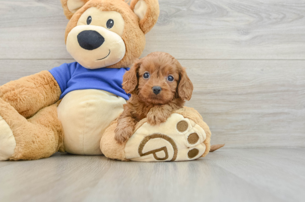 6 week old Cavapoo Puppy For Sale - Windy City Pups