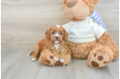 Popular Cavapoo Poodle Mix Pup