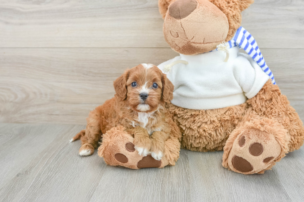 6 week old Cavapoo Puppy For Sale - Windy City Pups