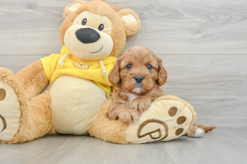 6 week old Cavapoo Puppy For Sale - Windy City Pups