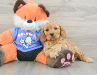 8 week old Cavapoo Puppy For Sale - Windy City Pups