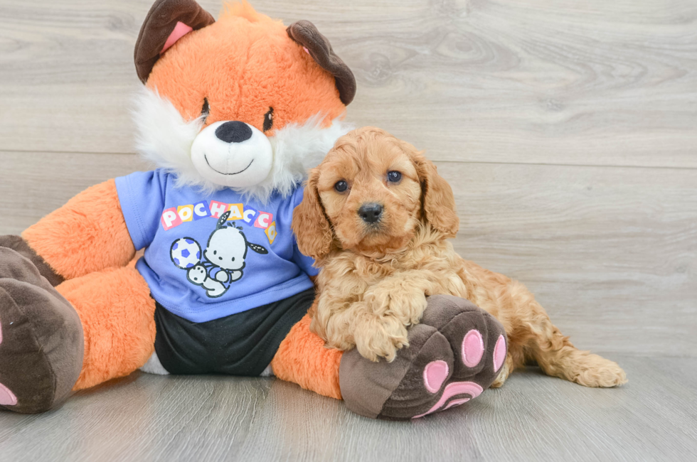 8 week old Cavapoo Puppy For Sale - Windy City Pups