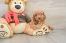 Cavapoo Puppy for Adoption