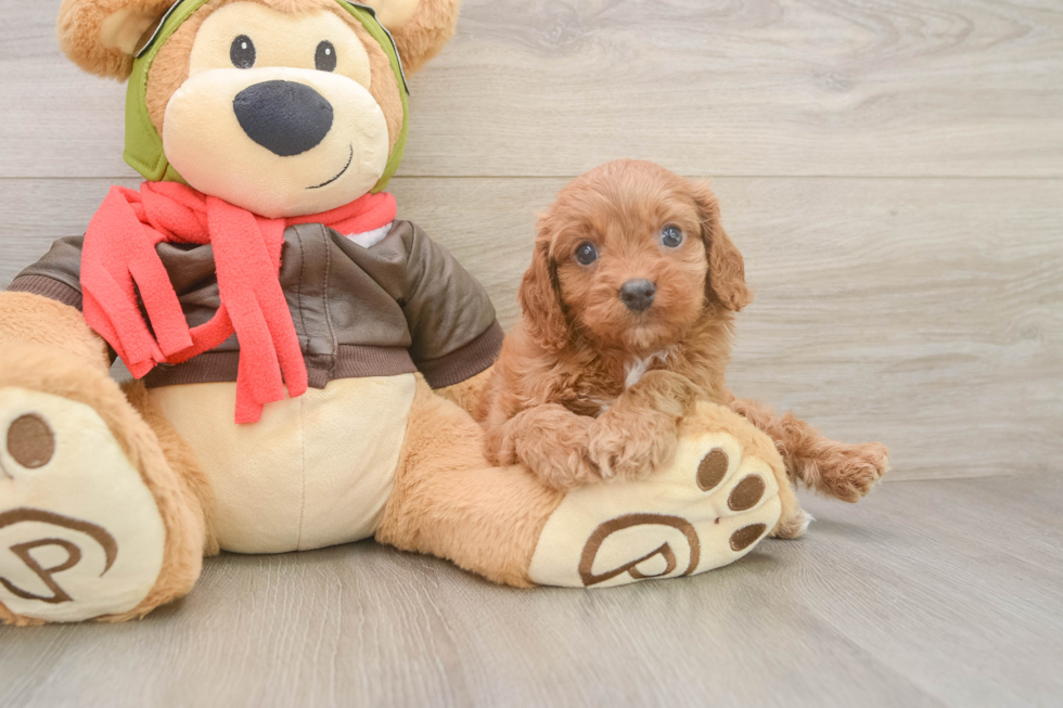 Cavapoo Puppy for Adoption
