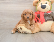 7 week old Cavapoo Puppy For Sale - Windy City Pups