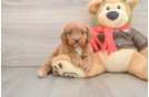 Cavapoo Pup Being Cute
