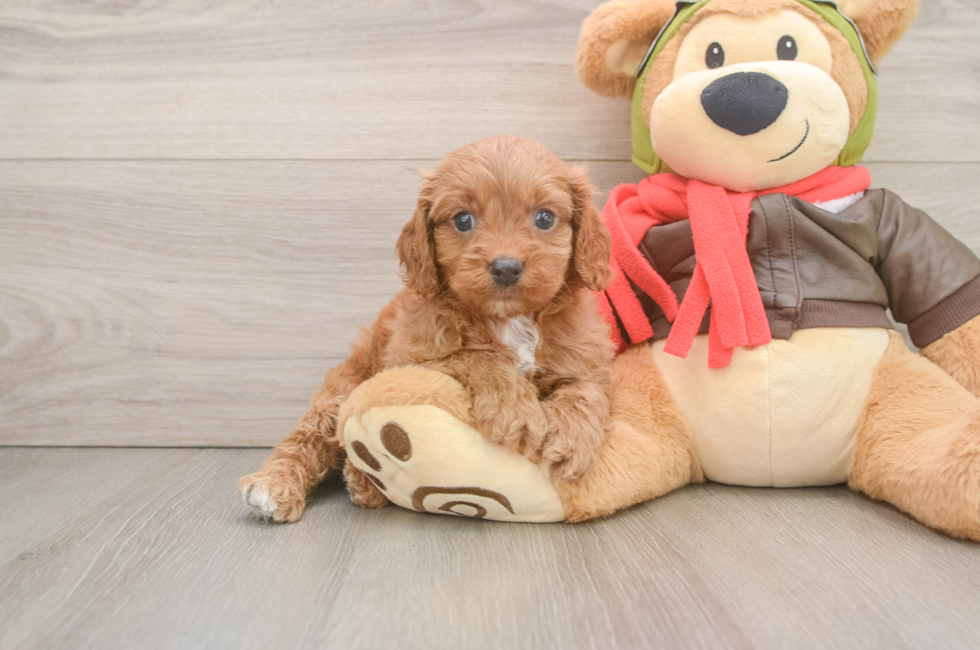 5 week old Cavapoo Puppy For Sale - Windy City Pups