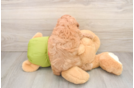 Best Cavapoo Baby