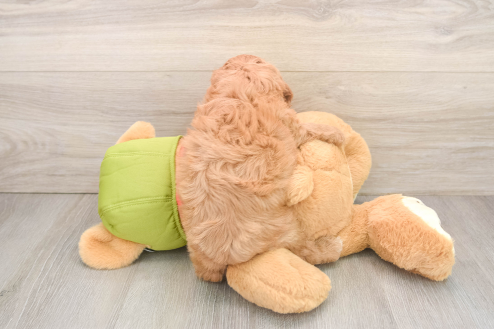 Best Cavapoo Baby