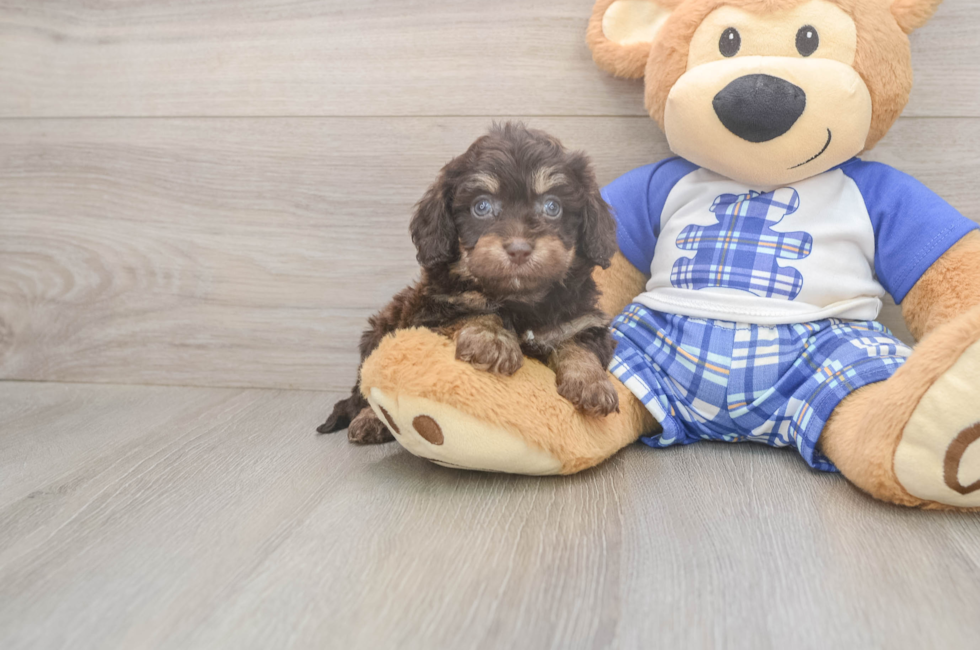 6 week old Cavapoo Puppy For Sale - Windy City Pups