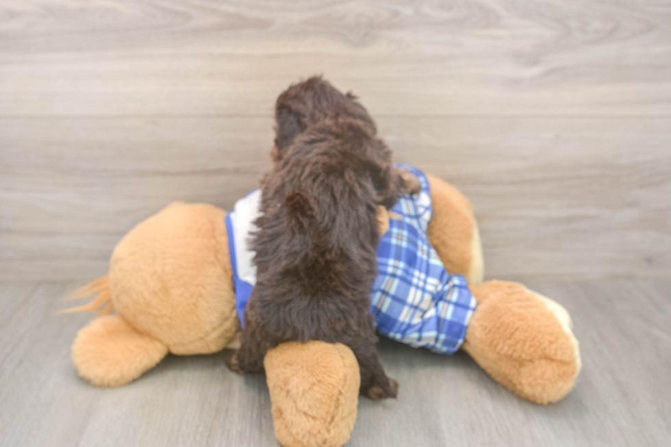 Meet Gabe - our Cavapoo Puppy Photo  3/3 - Windy City Pups Funny Cavapoo Poodle Mix Pup