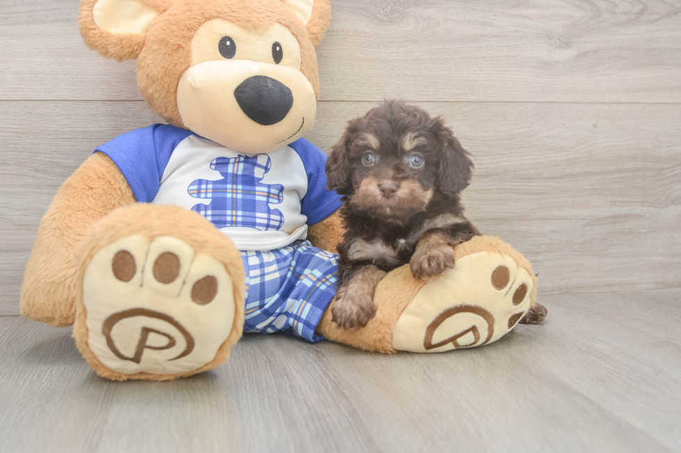 Meet Gabe - our Cavapoo Puppy Photo  2/3 - Windy City Pups Cavapoo Pup Being Cute