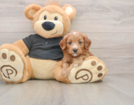 7 week old Cavapoo Puppy For Sale - Windy City Pups