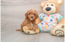Cavapoo Puppy for Adoption