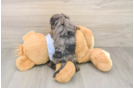 Cavapoo Puppy for Adoption