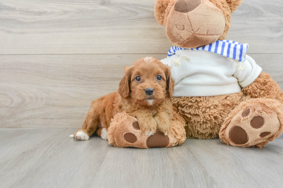 Best Cavapoo Baby