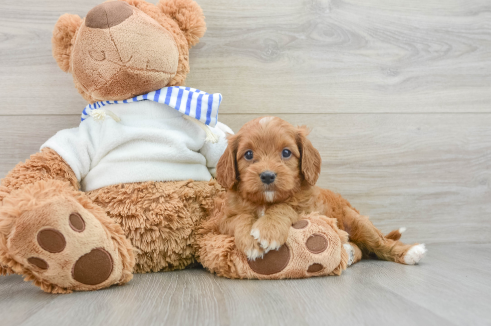 6 week old Cavapoo Puppy For Sale - Windy City Pups