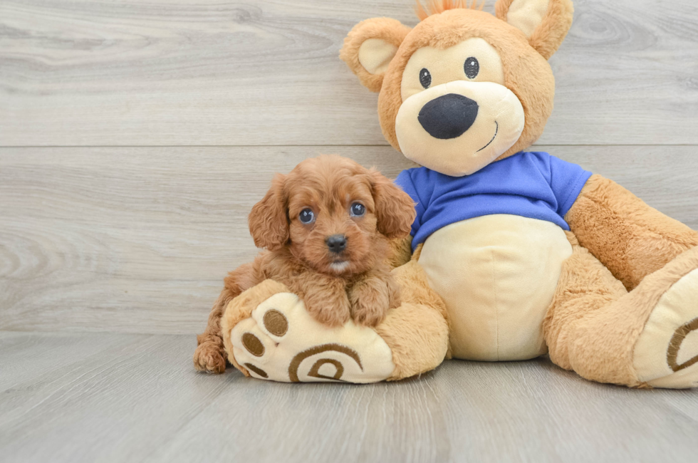 6 week old Cavapoo Puppy For Sale - Windy City Pups