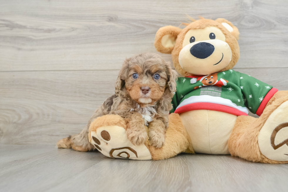 Cavapoo Pup Being Cute