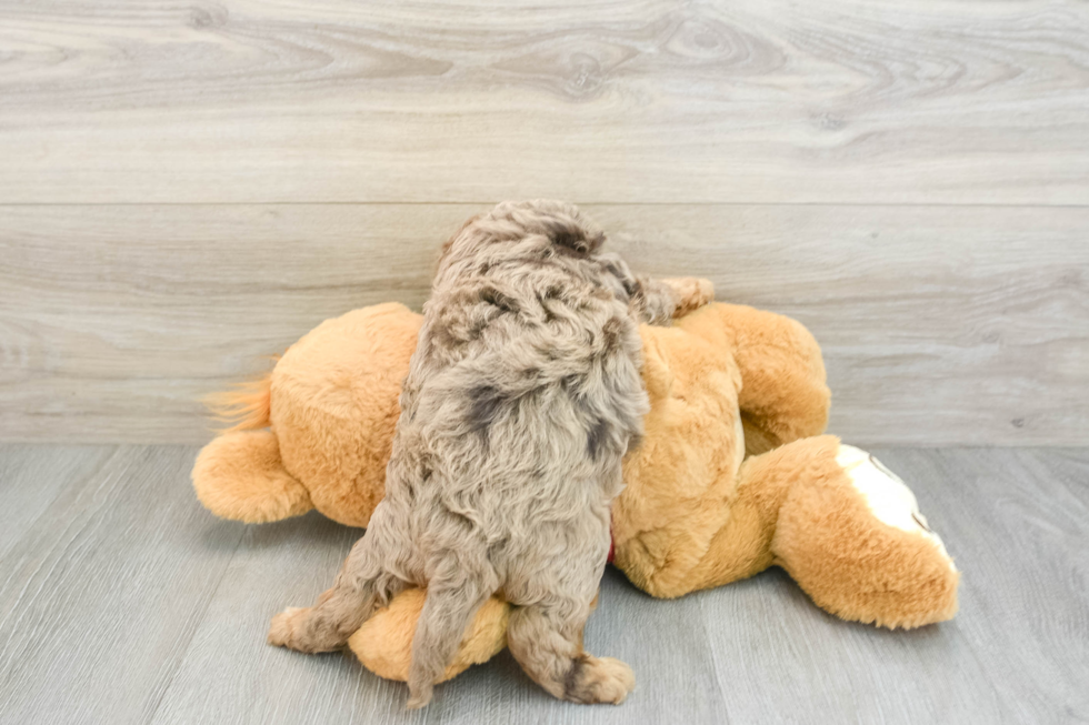 Adorable Cavalier King Charles Spaniel and Poodle Mix Poodle Mix Puppy