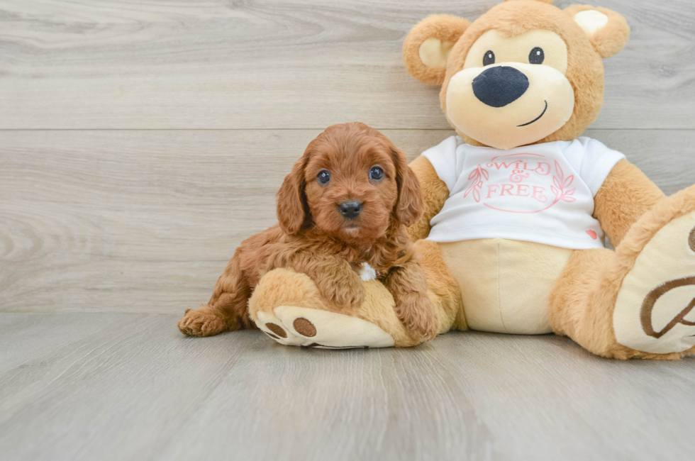 6 week old Cavapoo Puppy For Sale - Windy City Pups