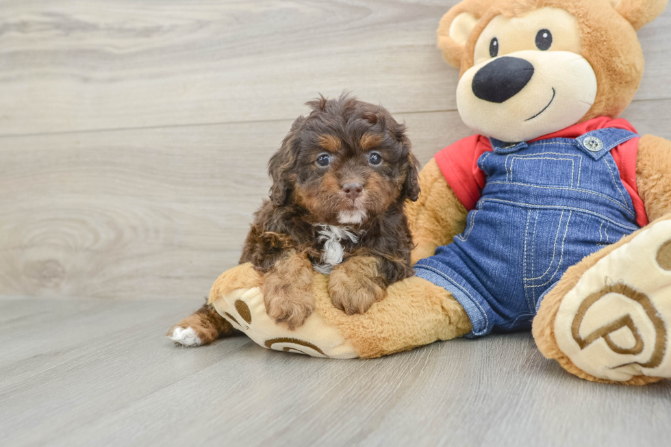 Energetic Cavoodle Poodle Mix Puppy